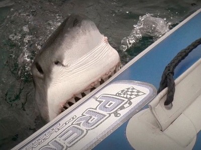 Cá mập trắng gần 5 m cắn thuyền ngư dân