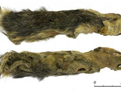 Nữ sinh phát hiện xác chuột đóng băng 41.000 năm tuổi