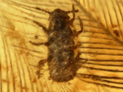 Rận cổ đại Mesophthirus angeli bò trên lông vũ của khủng long, có niên đại nằm trong Kỷ Phấn trắng. Ảnh: Inside Science.