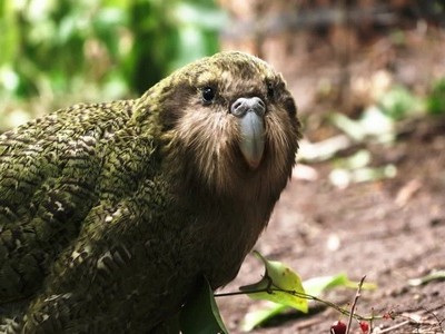 Hồi sinh loài vẹt nặng nhất thế giới