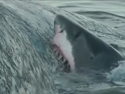 Cá mập trắng ăn thịt cá nhà táng trước thuyền ngư dân