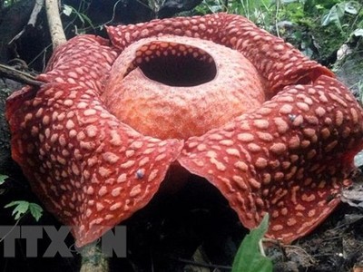 Bông hoa Rafflesia tuan-mudae nở rộ tại Agam, tỉnh Tây Sumatra, Indonesia. (Ảnh: AFP/TTXVN)