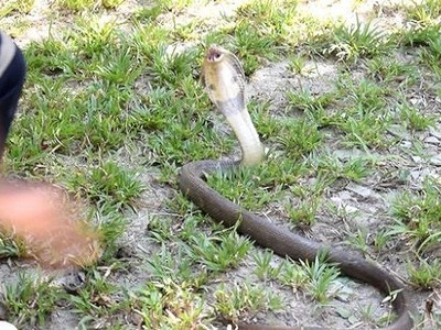 Hổ mang dài 1,2 m nấp sau máy giặt