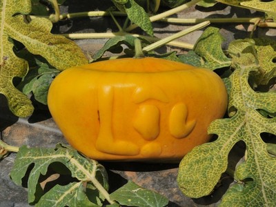 Năm vừa rồi, mỗi cặp dưa có giá 3 triệu đồng. Nếu ruộng dưa của ông Liêm đạt 350 cặp dưa ông bán thu về hơn 1 tỷ đồng.