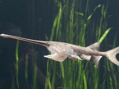 Cá tầm thìa là động vật bản xứ trên sông Dương Tử. Ảnh: SCMP.