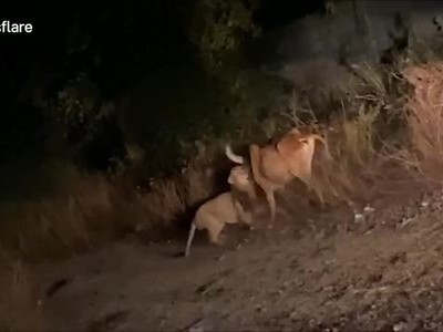 Sư tử cái ngoạm cổ trâu kéo vào bụi rậm