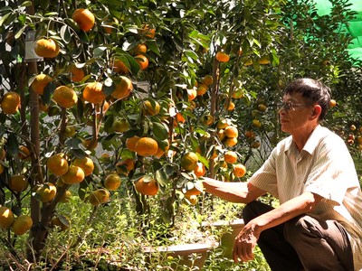 Ông Hồng chăm sóc các chậu quýt của mình. Ảnh: An Bình.