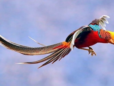 Chim trĩ bảy màu dần hiếm vì không tự ấp trứng