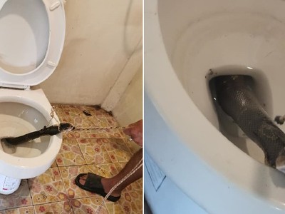 “Hết hồn” phát hiện rắn hổ mang kịch độc trong bồn cầu