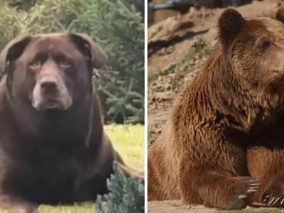 Chó lai Bella và gấu nâu Bắc Mỹ (phải). Ảnh: Tyla.