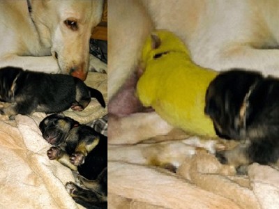 Màu lông của chó con chuyển thành giống vàng neon.