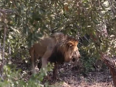 Đôi sư tử chạy trối chết vì voi đuổi