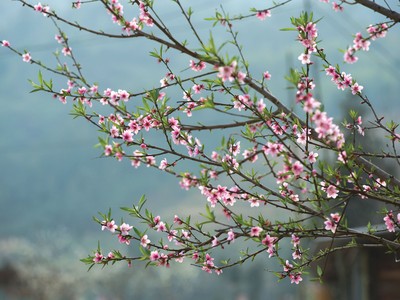 Quẻ Dịch 2020: Hỏa lôi phệ hạp Luật pháp nghiêm minh, thị trường chứng khoán hanh thông