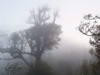 Gọi bình minh thức giấc