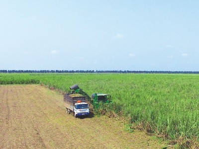 Vùng nguyên liệu của TTC được ứng dụng công nghệ, cơ giới hóa và thực hiện các giải pháp trồng mía thâm canh. Trong ảnh: Thu hoạch mía tại nông trường của TTC.