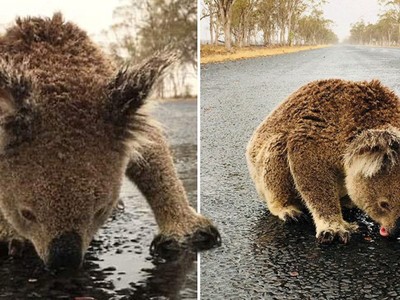 Koala mải mê liếm nước mưa trên mặt đường