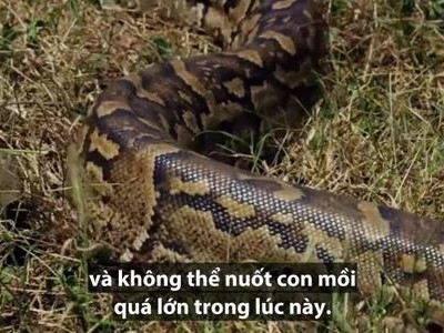 Trăn đá mang thai siết chết thỏ