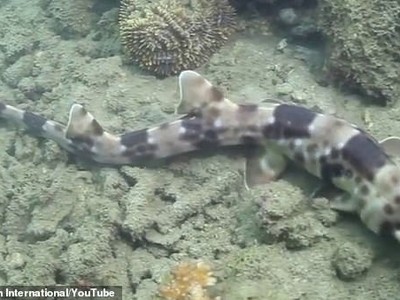 Loài cá Halmahera Epaulette, một trong bốn loài cá mập có thể đi bộ qua các rạn san hộ.