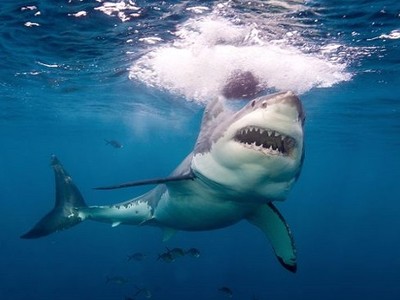 Cá mập trắng tấn công hai ngư dân để đoạt thức ăn. Ảnh: Newsweek.