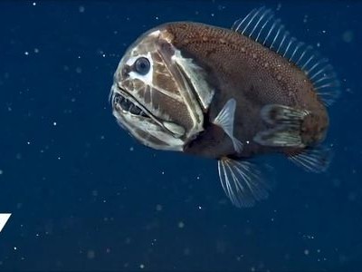 Loài cá gây sốt mạng với vẻ ngoài đáng sợ