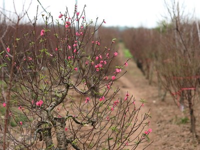 Vườn đào Nhật Tân khoe sắc. (Ảnh: Thành Đạt/TTXVN).