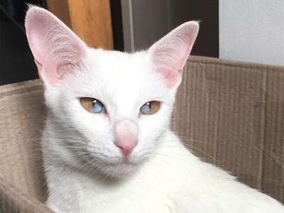 Siêu hiểm: Chú mèo có đôi mắt nửa màu nâu nửa màu xanh