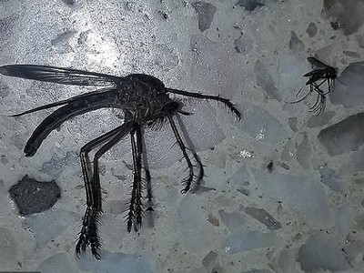 Xác muỗi khổng lồ bay vào nhà Ezequiel Lobo. Ảnh: Twitter.