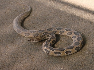 Chó trúng độc khi ngăn rắn lẻn vào nhà