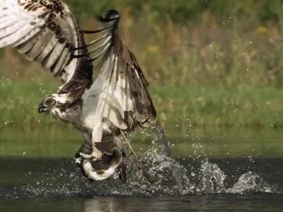 Cá hồi vùng vẫy bất lực trước móng vuốt ưng biển