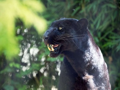 Con báo mang màu lông khác thường do đột biến gene. Ảnh: IFL Science.