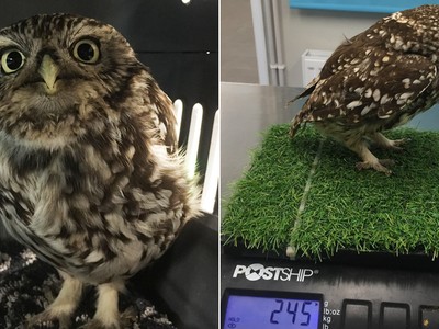 Con cú nặng hơn khoảng 1/3 cân nặng so với những con cú bình thường khác. Ảnh: Khu bảo tồn chim cú Suffolk.