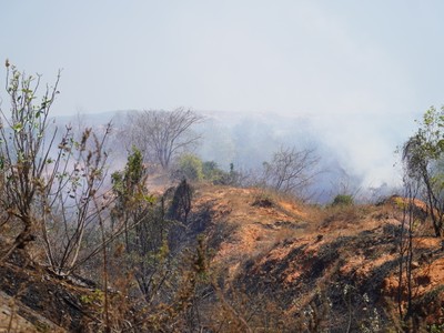 Khu rừng cháy tỏa khói bao phủ mù mịt ở Mũi Né. 