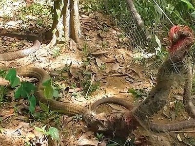 Đôi hổ mang chúa kẹt trên hàng rào khi giao phối