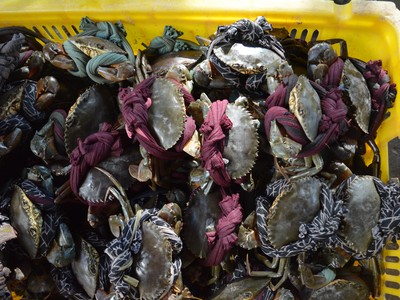 Trước tình hình dịch do virus corona, giá cua ở Cà Mau giảm mạnh.