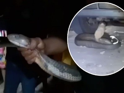 Bắt hổ mang chúa 4 m trốn dưới gầm xe