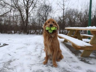 Chú chó Finley ngậm được 6 quả bóng tennis cùng lúc.. Ảnh Internet