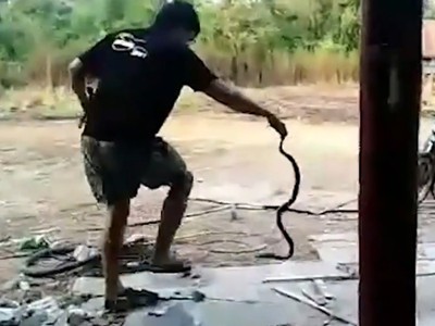 Hổ mang ngóc đầu phun nọc vào mắt người