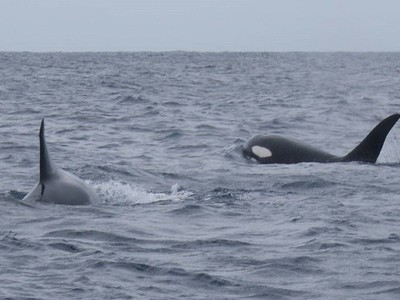 Đàn cá voi sát thủ bao vây cá mập trắng