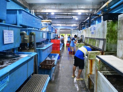 Giới kinh doanh thủy hải sản "rầu rĩ" vì dịch Corona hoành hành khiến doanh thu tụt giảm mạnh.