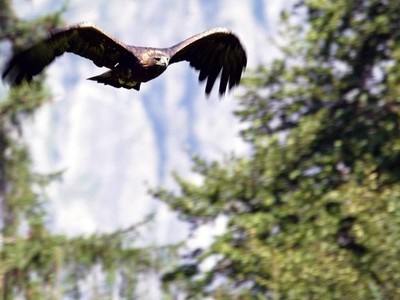 Động vật chạy trốn tán loạn khi thấy bóng đại bàng