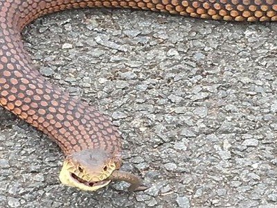 Rắn hổ ma cái ăn thịt con đực