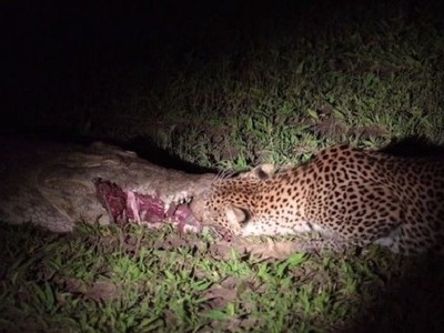 Báo hoa mai chui vào hàm cá sấu trộm thịt