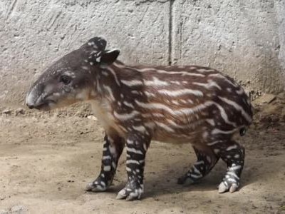 Lợn vòi bên bờ tuyệt chủng chào đời tại sở thú