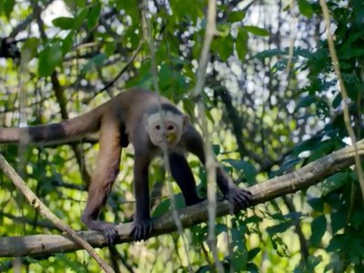 Khỉ đầu đàn đuổi kền kền vua khỏi lãnh thổ