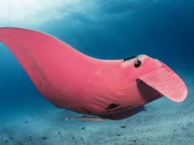 Một con cá đuối trưởng thành có thể nặng tới hơn 1 tấn bởi vậy rất khó có loài sinh vật có thể làm phiền được chúng.