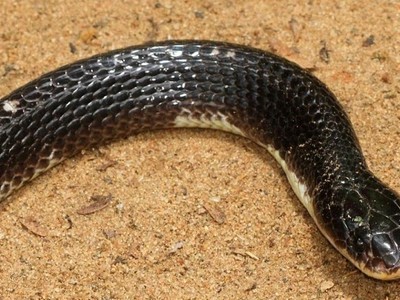 Rắn cạp nia là một trong tứ đại rắn độc ở Ấn Độ. Ảnh: Wikipedia.