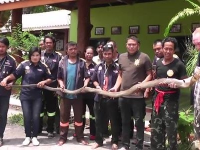 Hổ mang chúa bị bắt vì giao phối trong vườn nhà dân