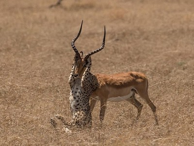 Báo mẹ cố gắng ghì linh dương xuống đất. Ảnh: Kevin Rooney.