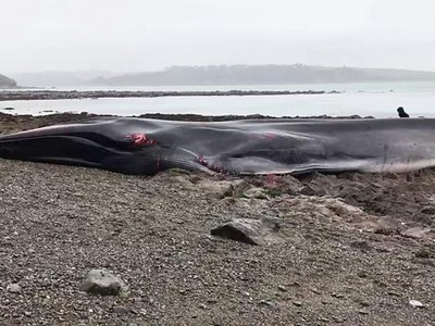 Giải cứu bất thành cá voi dài 19 m mắc cạn