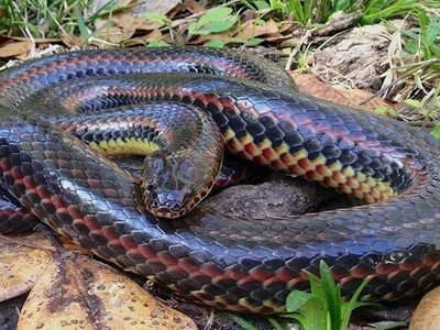 Rắn cầu vồng có thói quen sống ẩn dật. Ảnh: Newsweek.